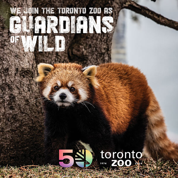 Photo of a red panda standing on grass in front of a tree. Text on the image reads 'We join the Toronto Zoo as Guardians of Wild'. The Toronto Zoo's 50th anniversary logo and the years '1974-2024' are displayed at the bottom right.