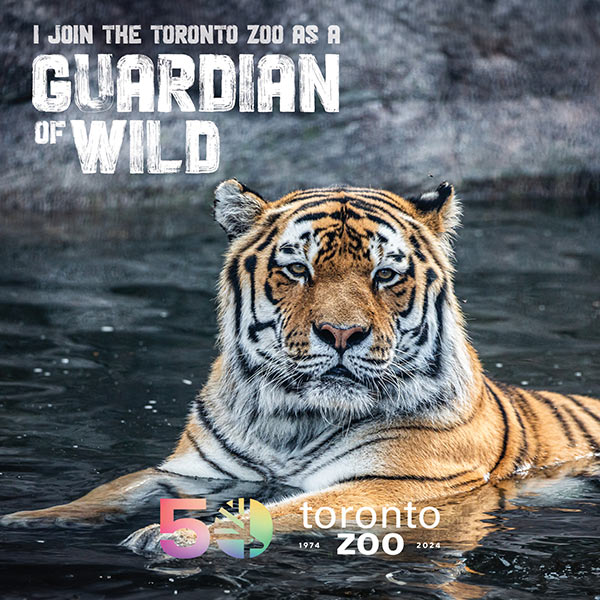 Photo of an amur tiger laying in water. Text on the image reads 'I join the Toronto Zoo as a Guardian of Wild'. The Toronto Zoo's 50th anniversary logo and the years '1974-2024' are displayed at the bottom right.
