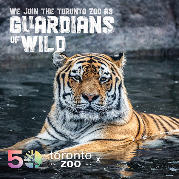 Photo of an amur tiger laying in water. Text on the image reads 'We join the Toronto Zoo as Guardians of Wild'. The Toronto Zoo's 50th anniversary logo and the years '1974-2024' are displayed at the bottom right.