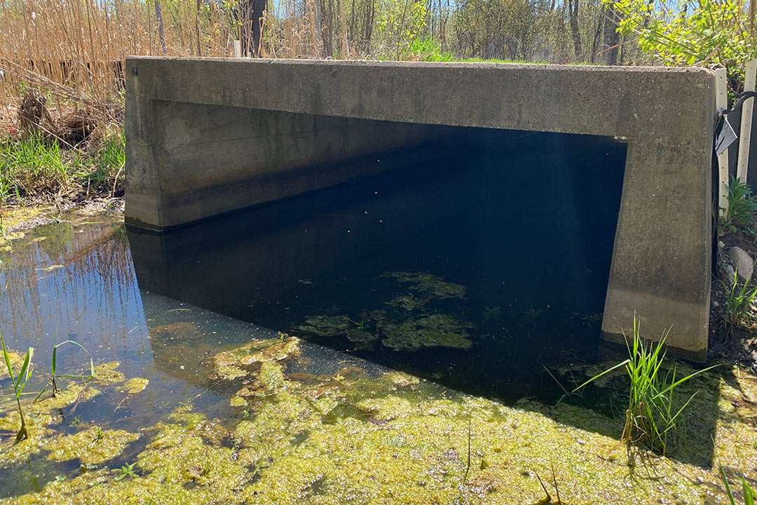 Ecopassage in a pond