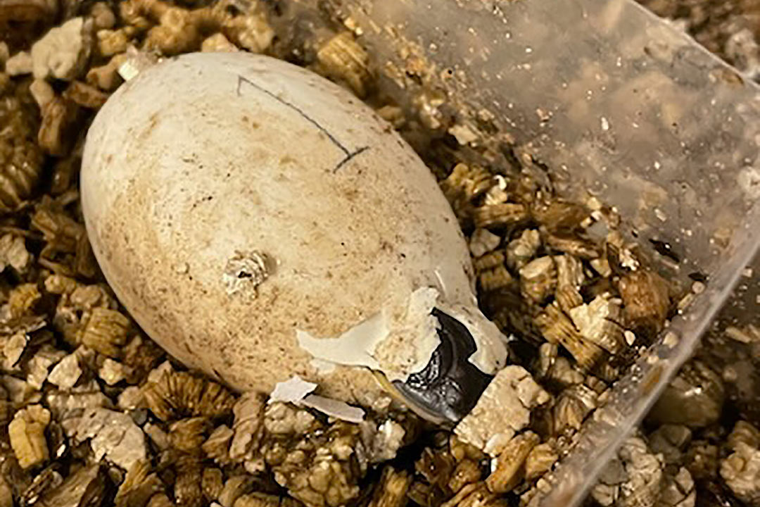 A turtle being hatched from an egg