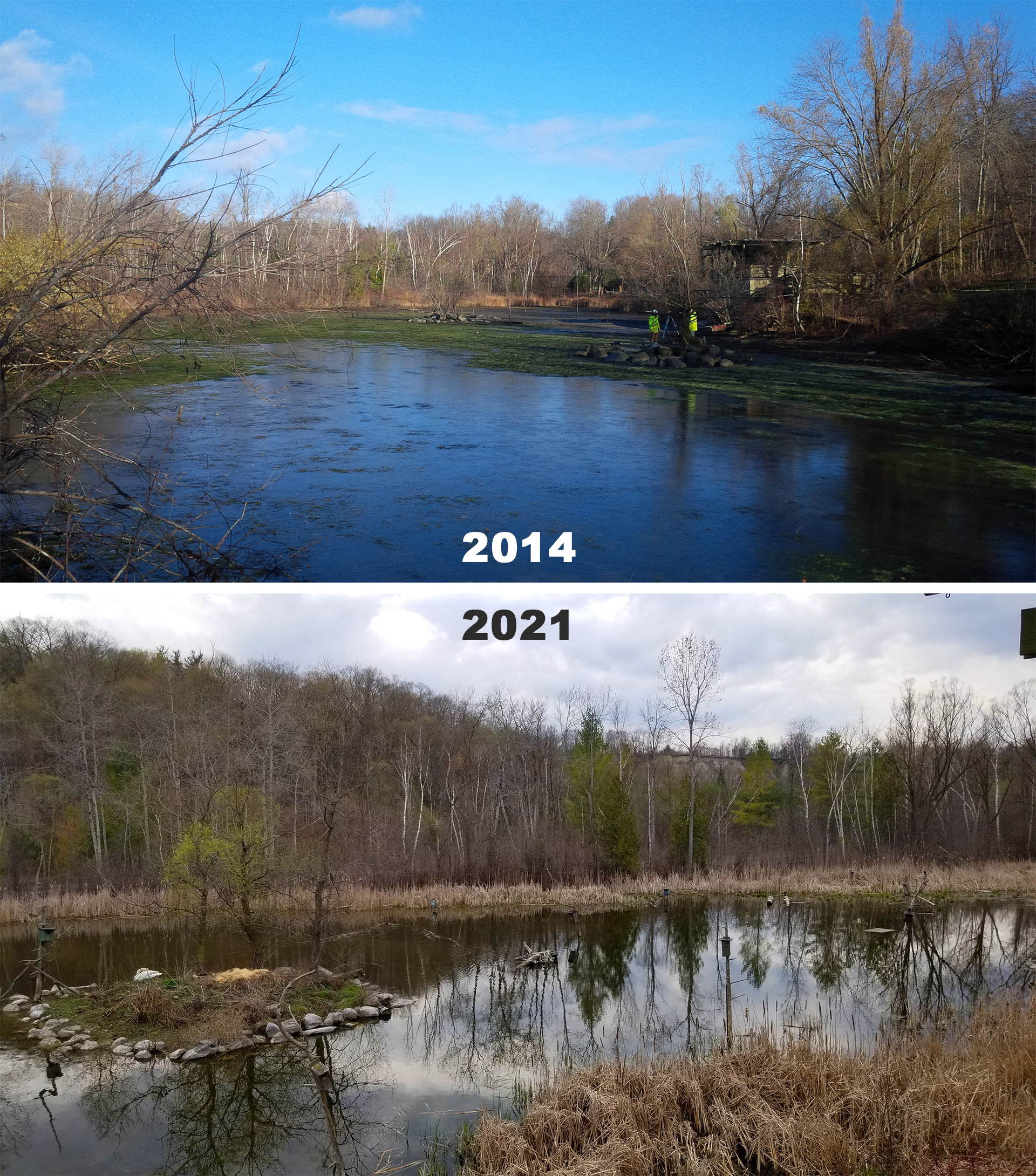 Weston Pond prior to restoration work in 2014 compared to post-restoration in 2021