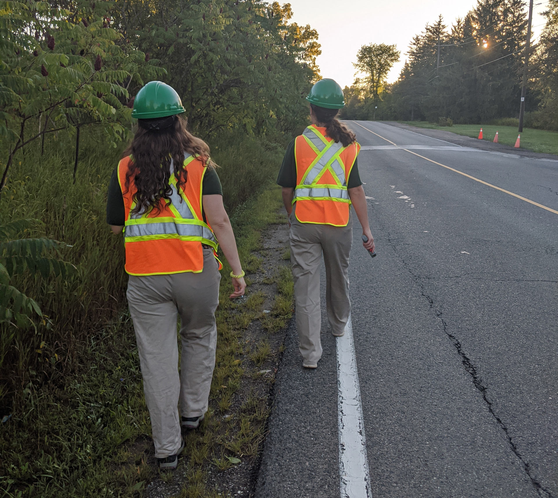 The Adopt-A-Pond team helping a common snapping turtle cross the road.