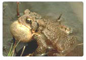 American toad