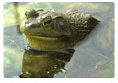 Bullfrog