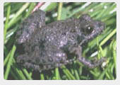 Blanchard's cricket frog