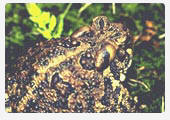 Fowler's toad