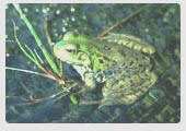 Green frog