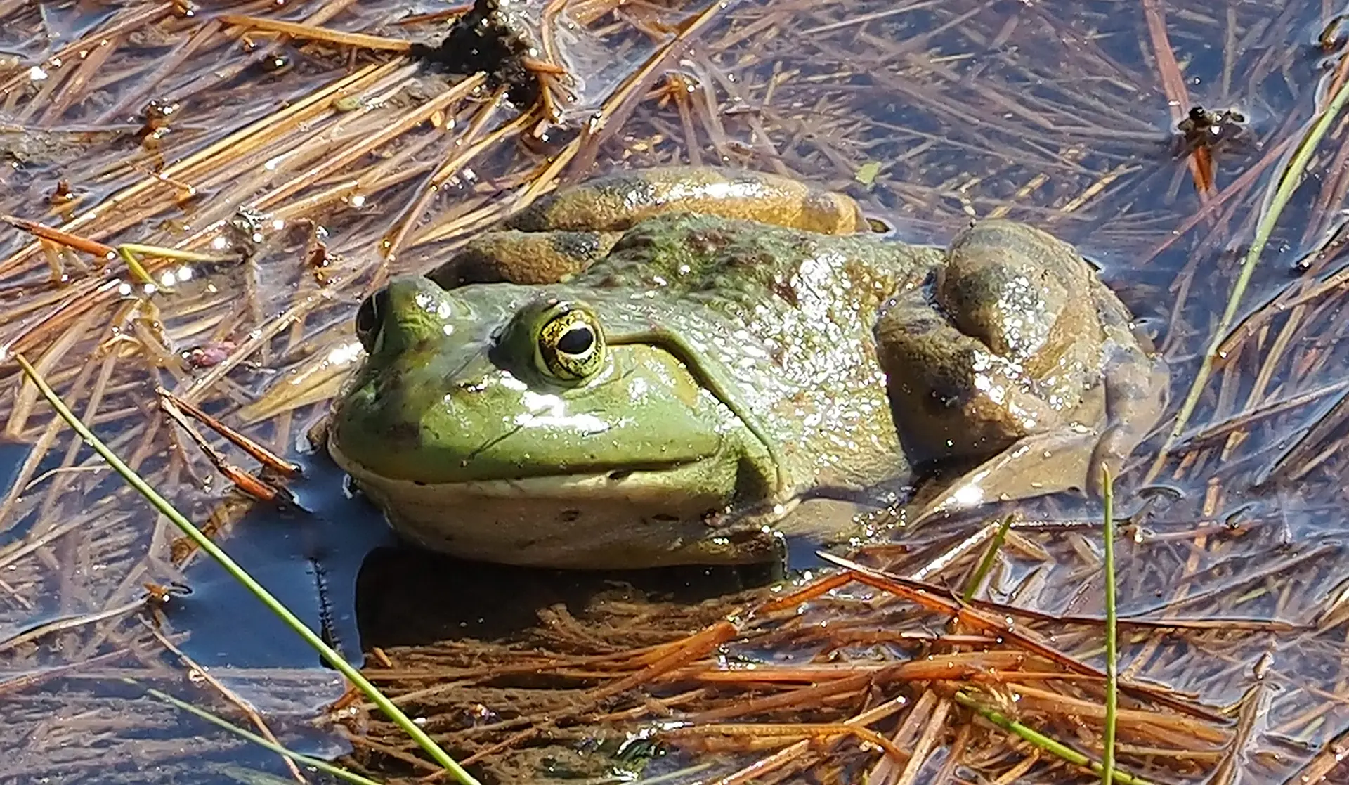 Bullfrog