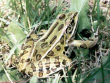 Leopard frog