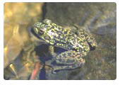 Mink frog