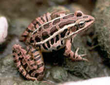 Pickerel frog