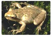 Spring peeper