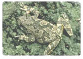 Gray treefrog