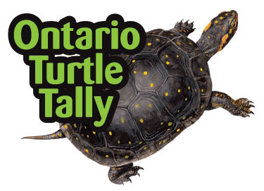 Ontario Turtle Tally