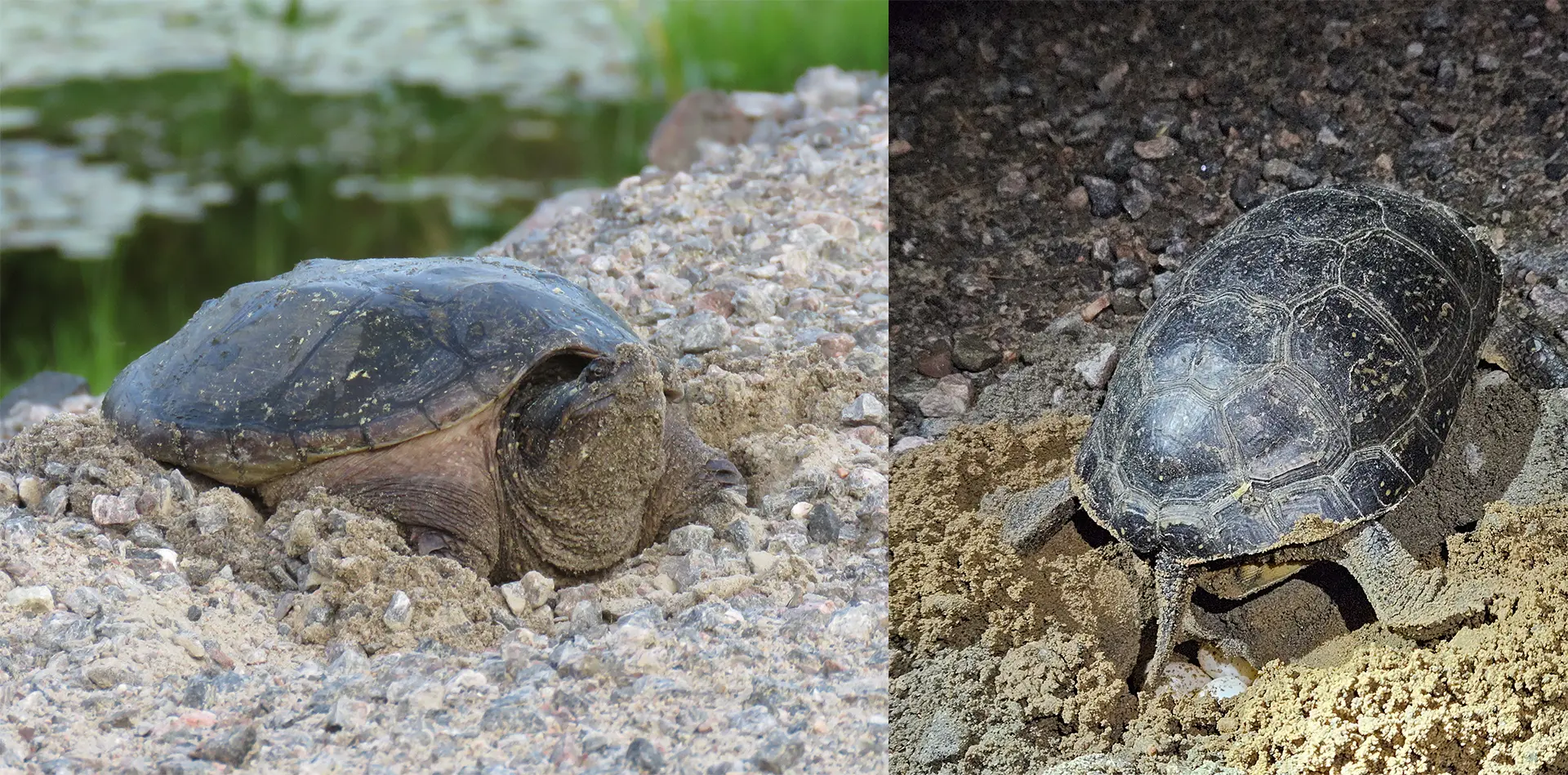 Blanding’s turtle and common snapping turtle observed nesting.