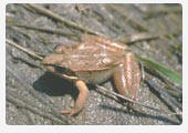 Wood frog