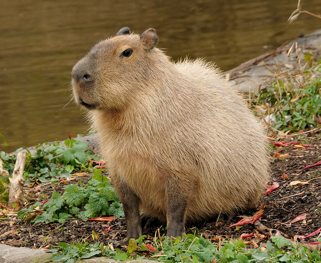 capybara on top of animals