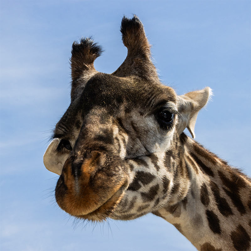 Masai Giraffe