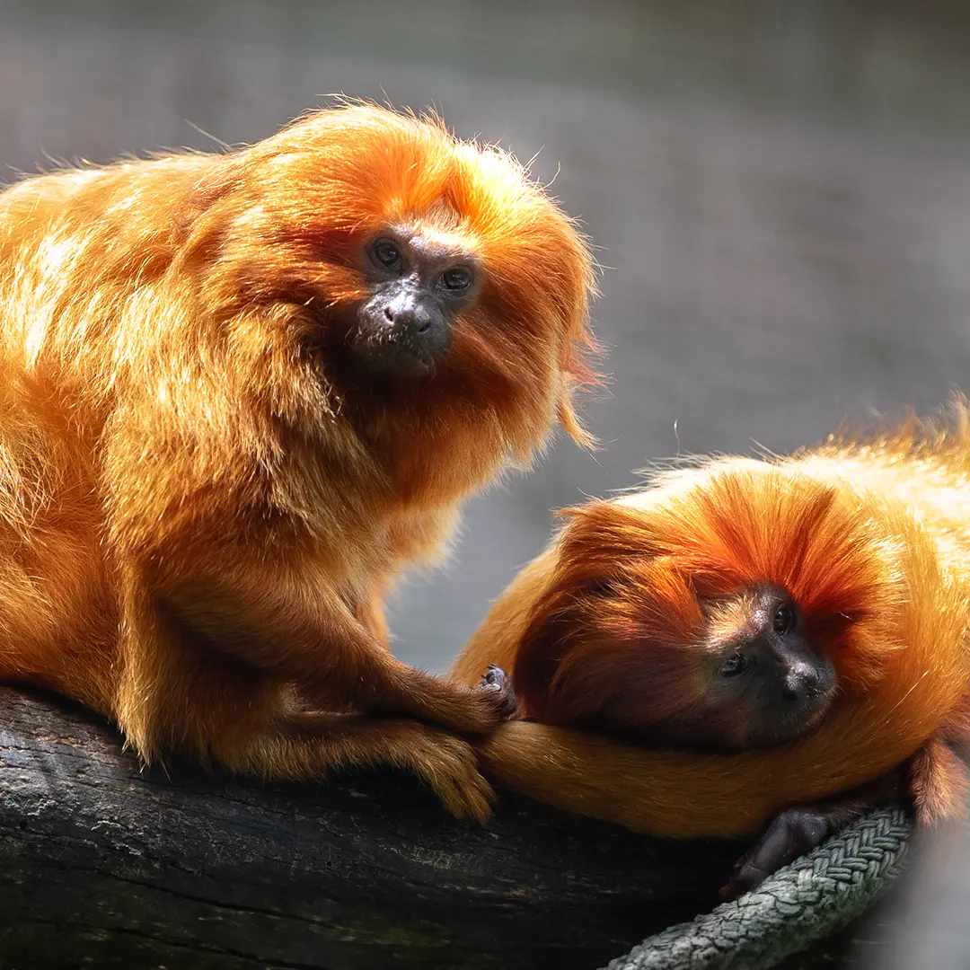 Two lions bring there heads together at your Toronto Zoo