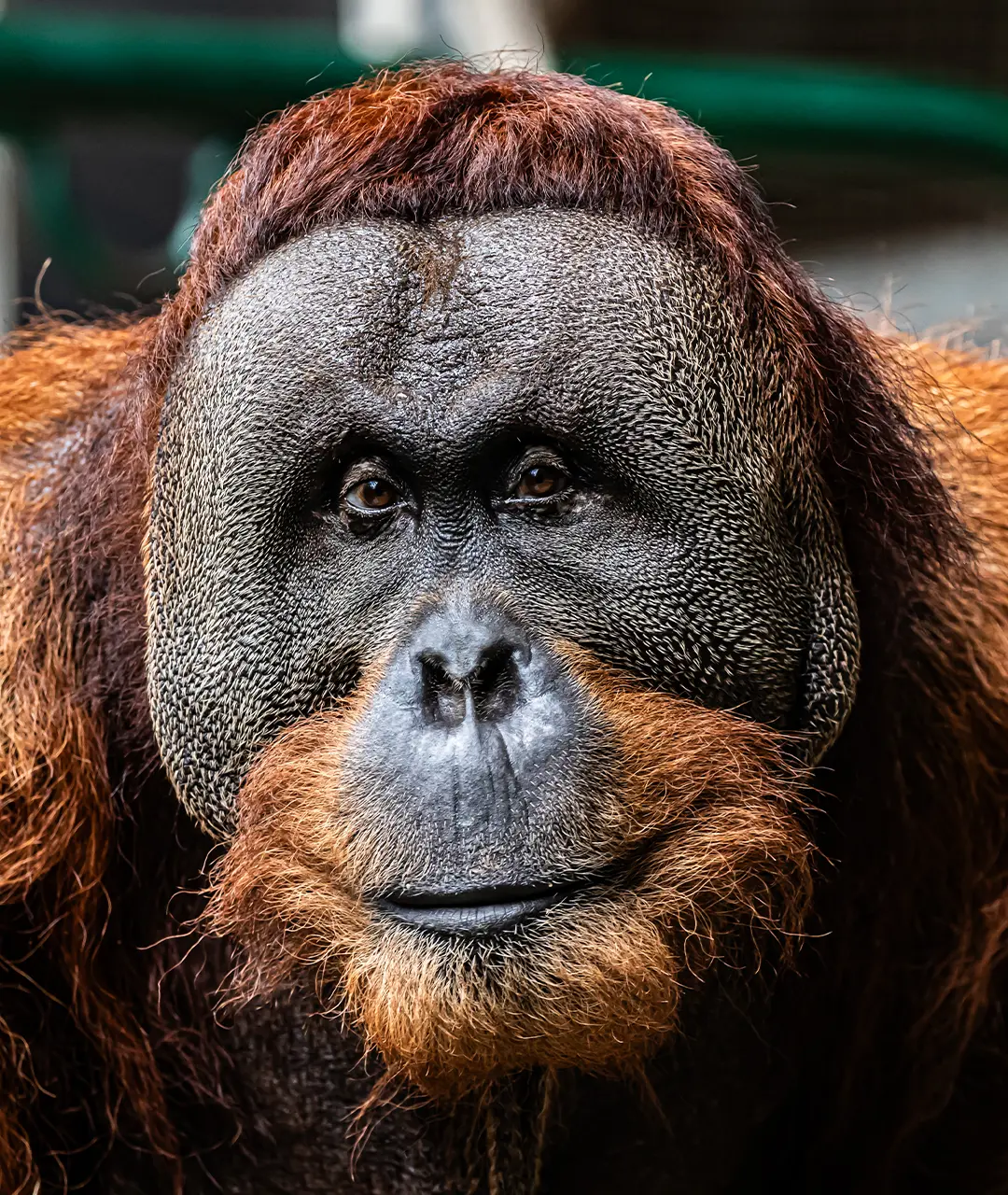 Budi the Orangutan looks directly into the camera
