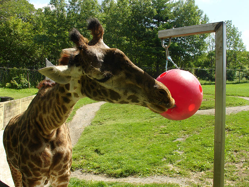 Toronto Zoo Enrichment Photos