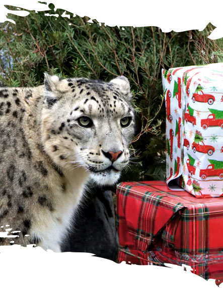 Snow Leopard sitting beside enrichment presents and a christmas tree