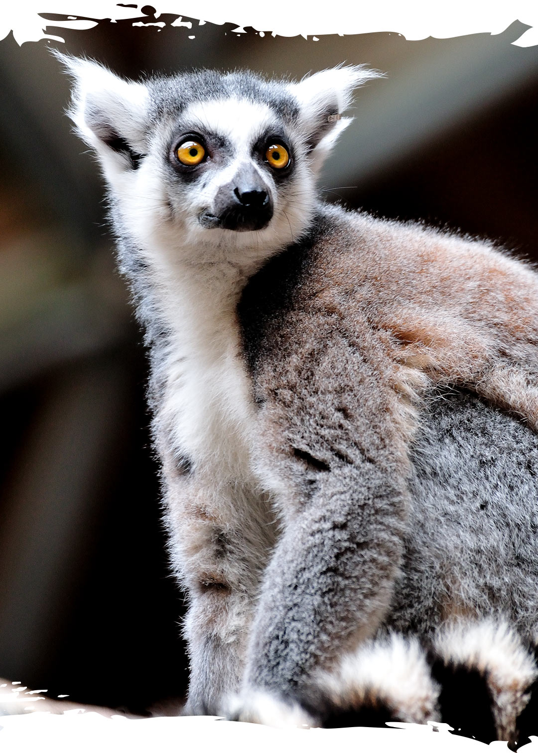 Ring-Tailed-Lemur sitting, looking off camera at the Toronto Zoo.jpg