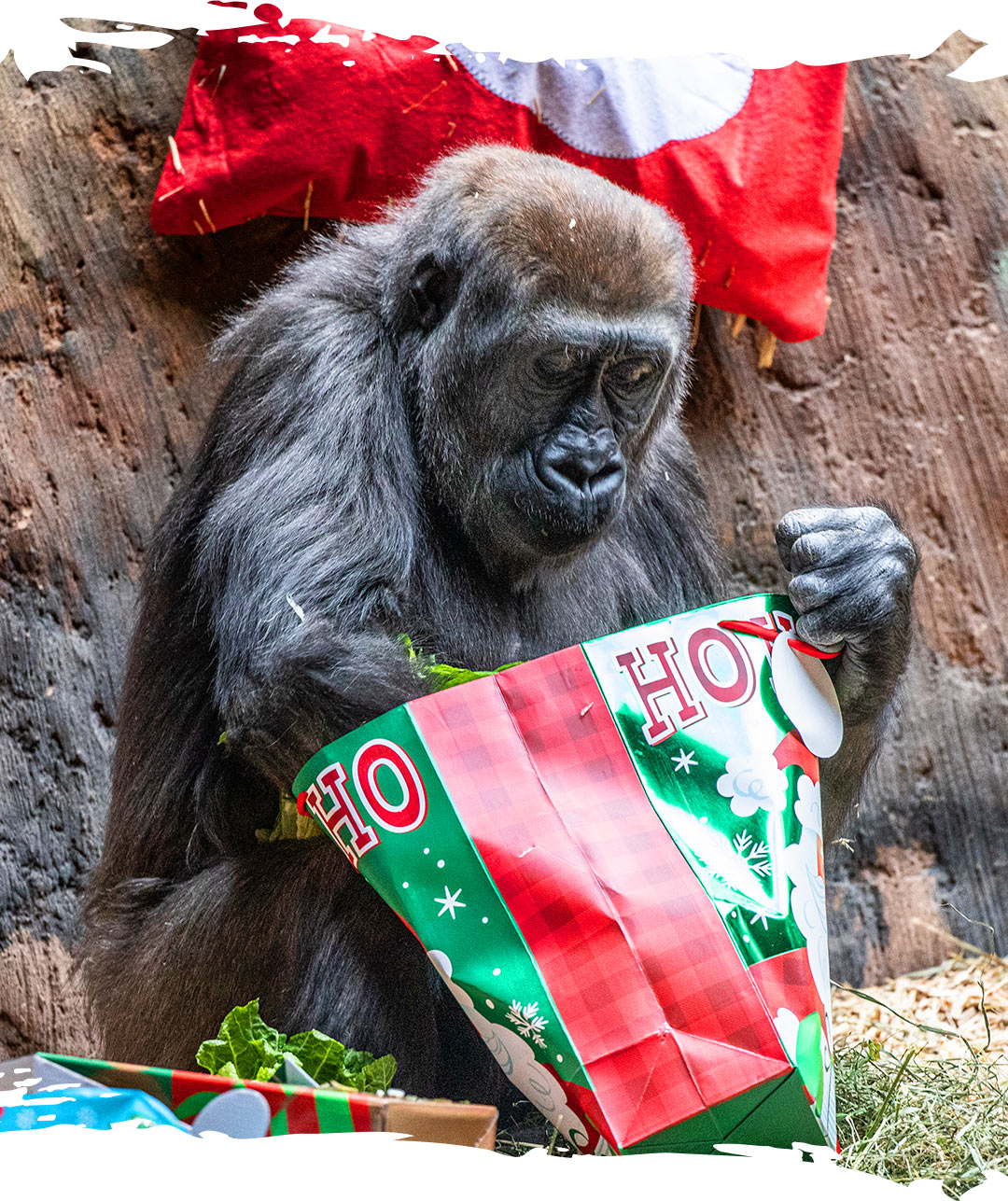 Gorilla at the Toronto Zoo opening presents