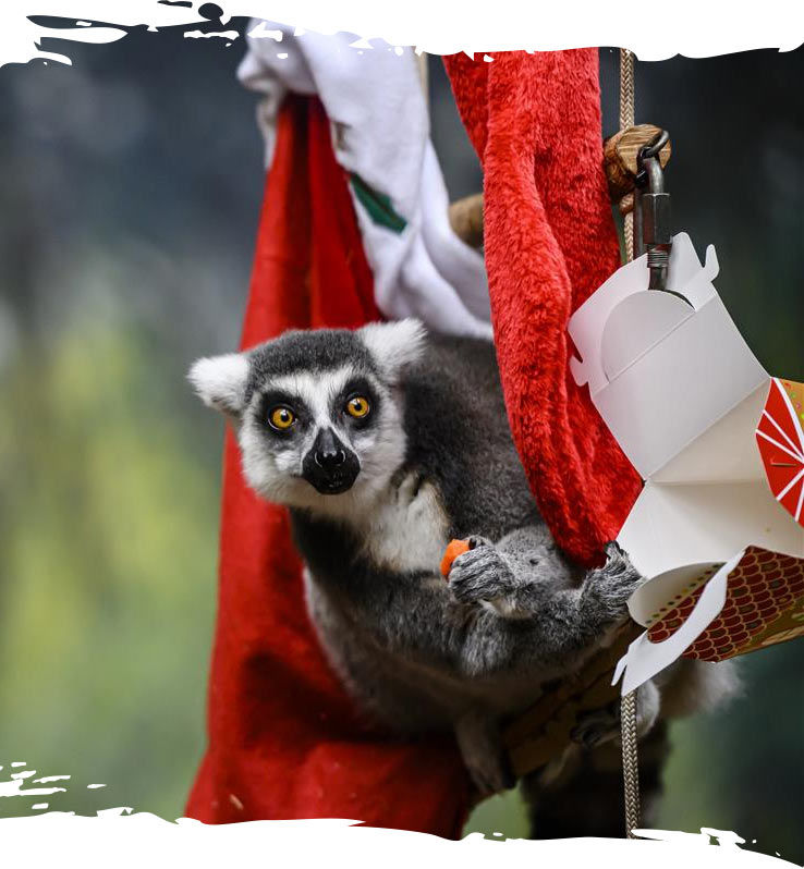 Lemur playing with Holiday Enrichment