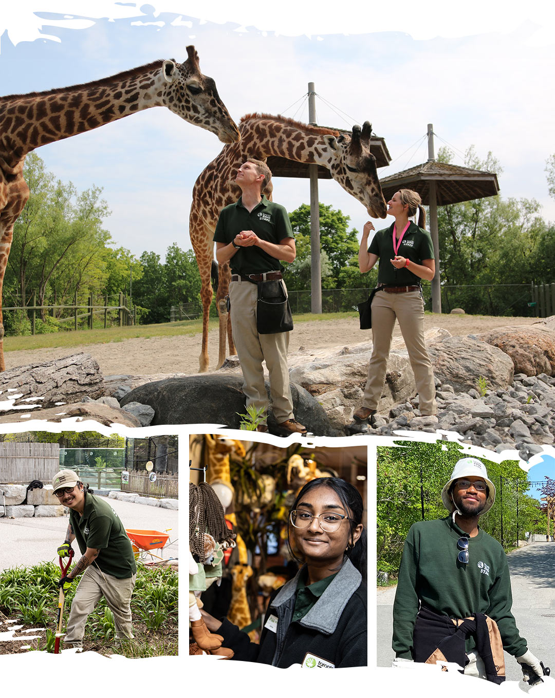 Zoo employees feed two giraffe, another employee shovels in the garden, another is working in the retail store and another is keeping the zoo clean