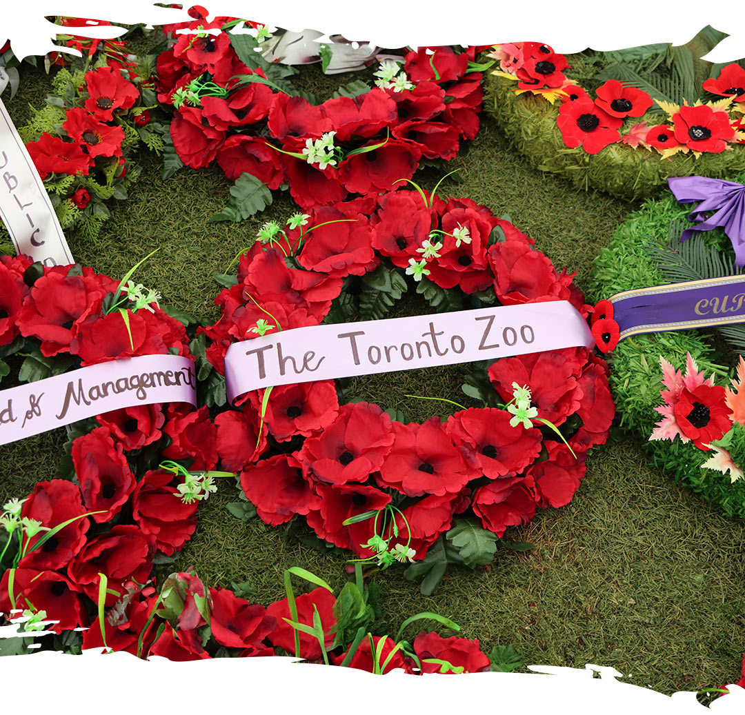 Reef laying on the grass with a Toronto Zoo sash on it