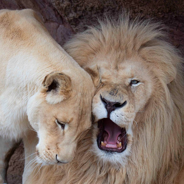 Two lions bring there heads together at your Toronto Zoo