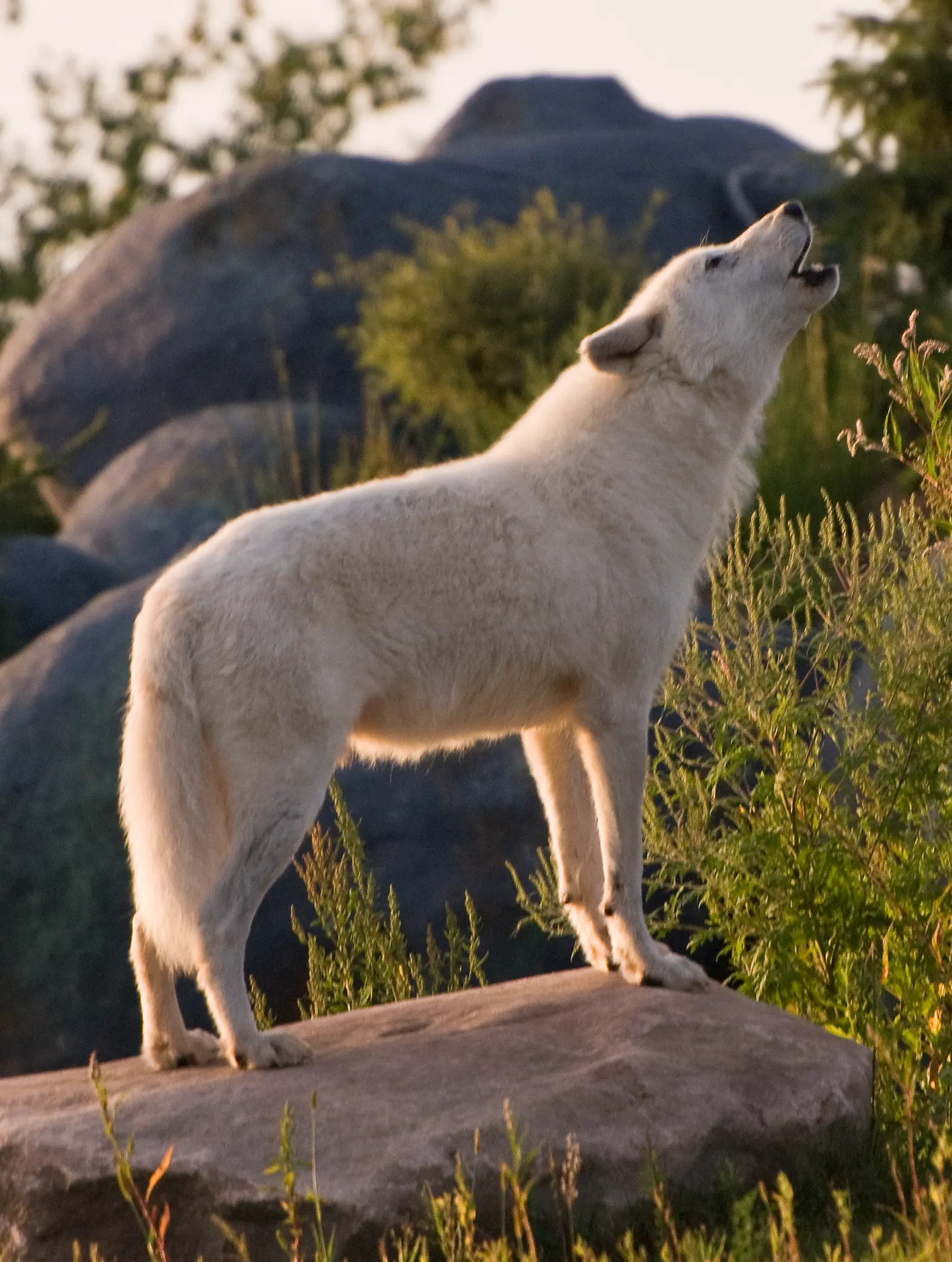 Wolves howling at the Zoo
