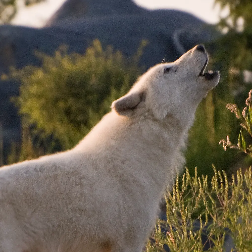 Wolf howling