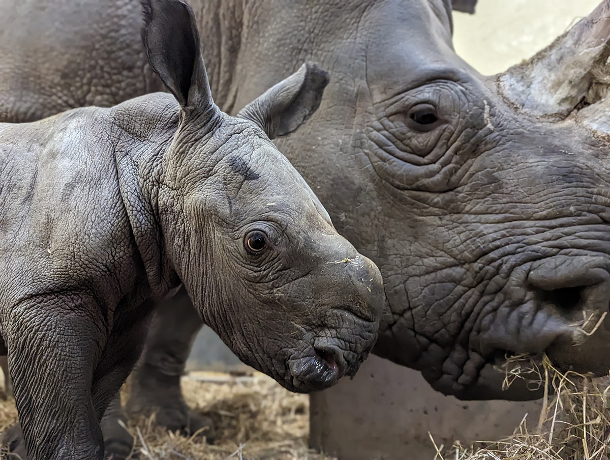 Toronto Zoo Baby Rhino standing with Mom
