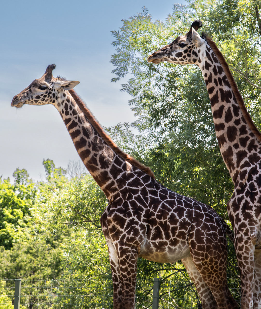 A pair of Giraffe at the Toronto Zoo