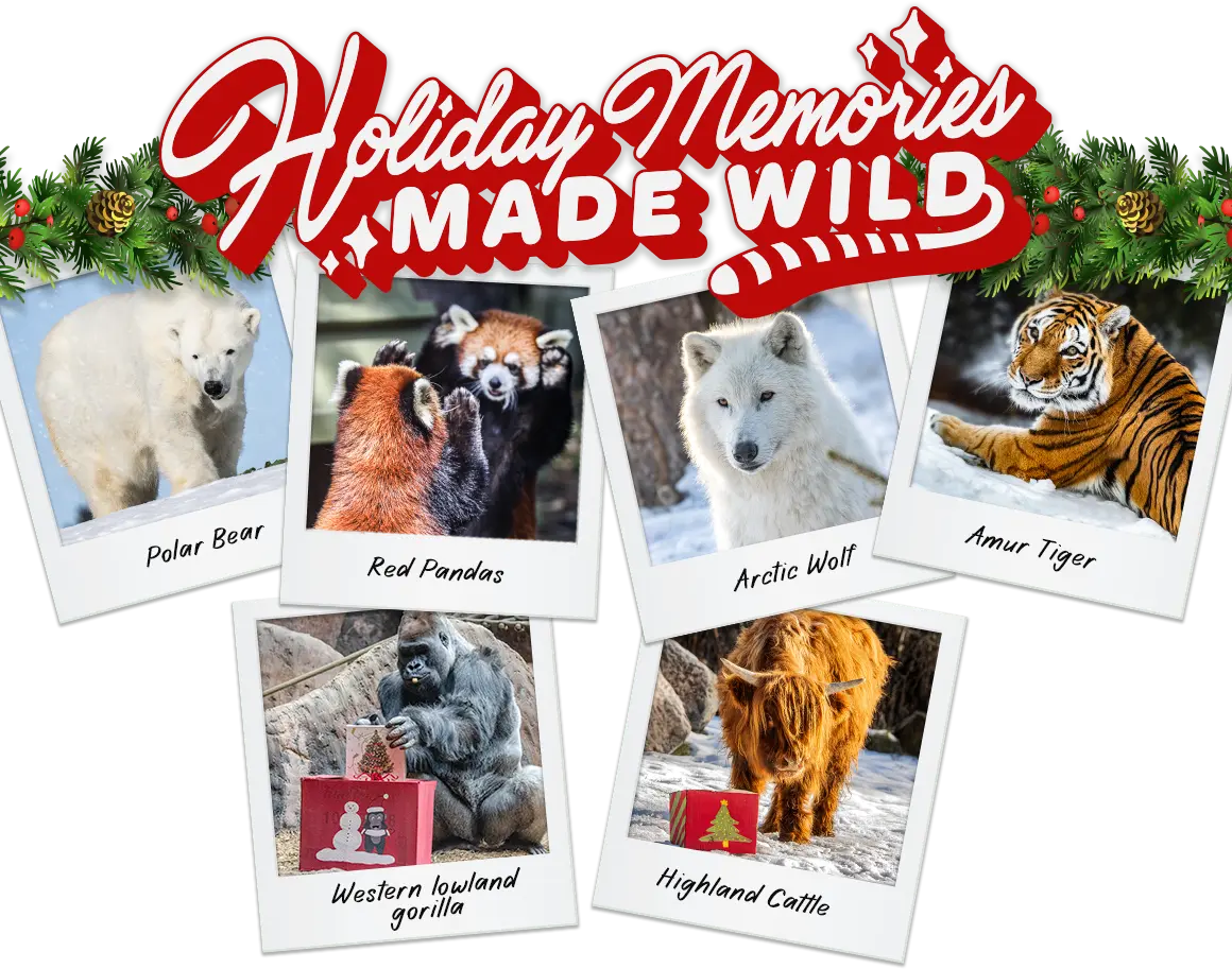 Holiday Memories Made Wild