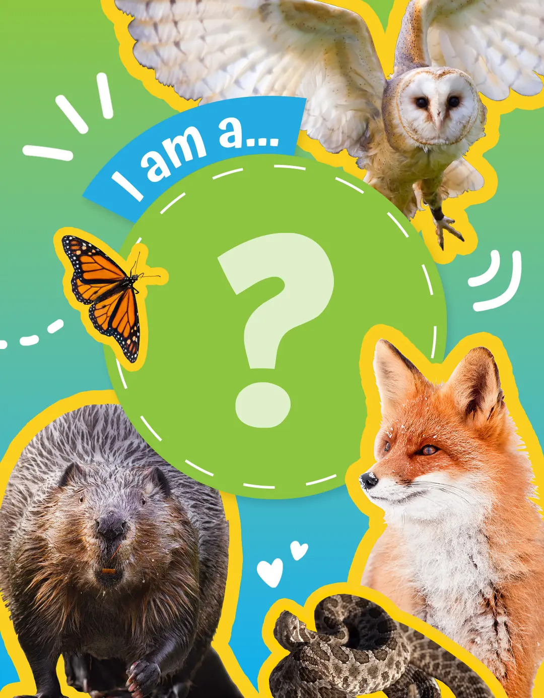 I am a...? Picture of a Snow Owl, butterfly, beaver, fox, or rattlesnake