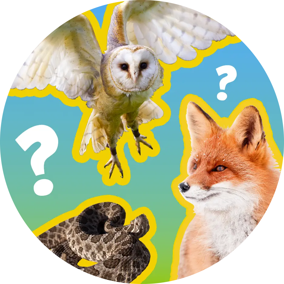 An Owl, a rattlesnake, a fox all highlighted with question marks surrounding them