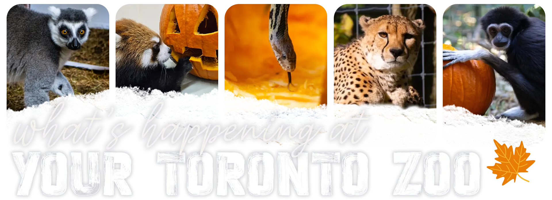 What's Happening At Your Toronto Zoo