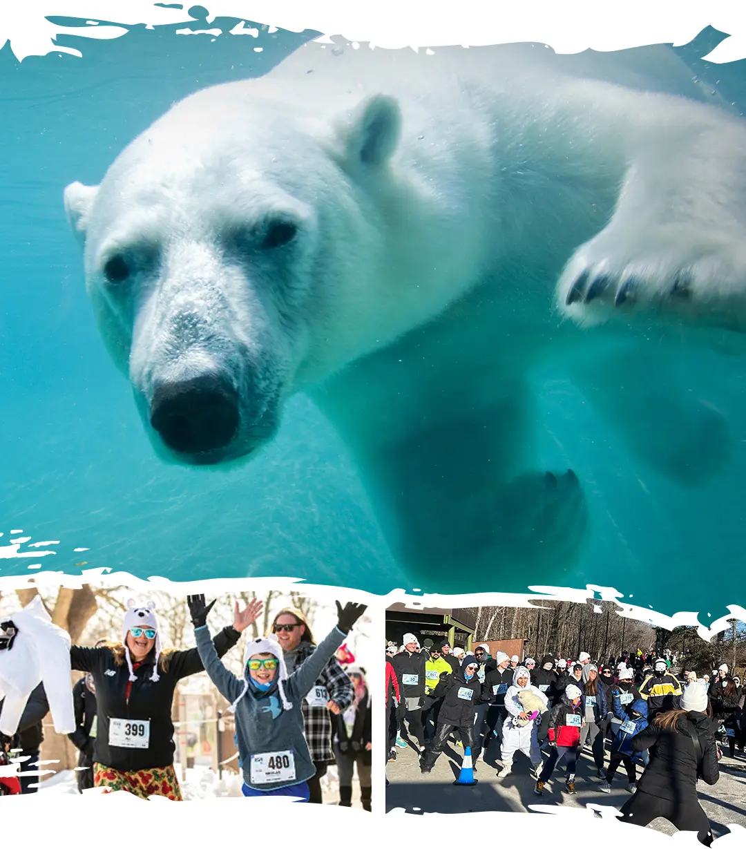 Move Your Paws Logo above a polar bear swimming under water at the Toronto Zoo