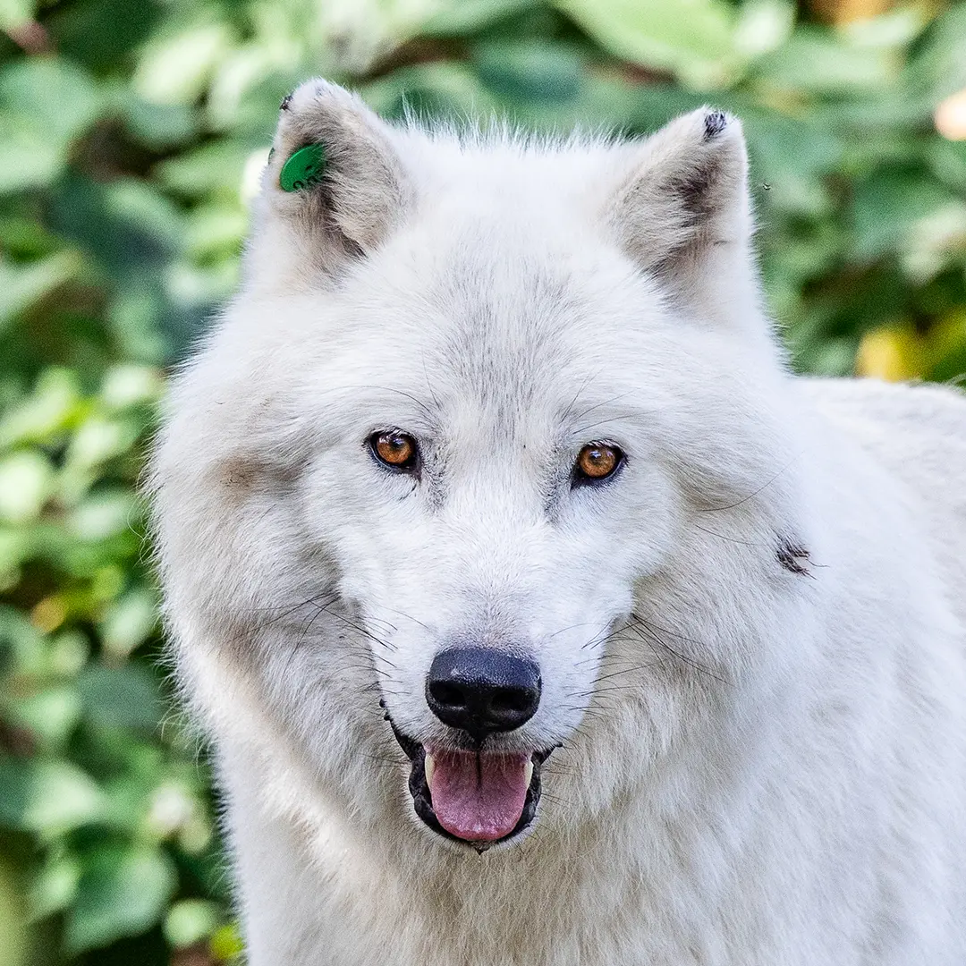 Arctic Wolf in the summer looks right into the camera at your Toronto Zoo