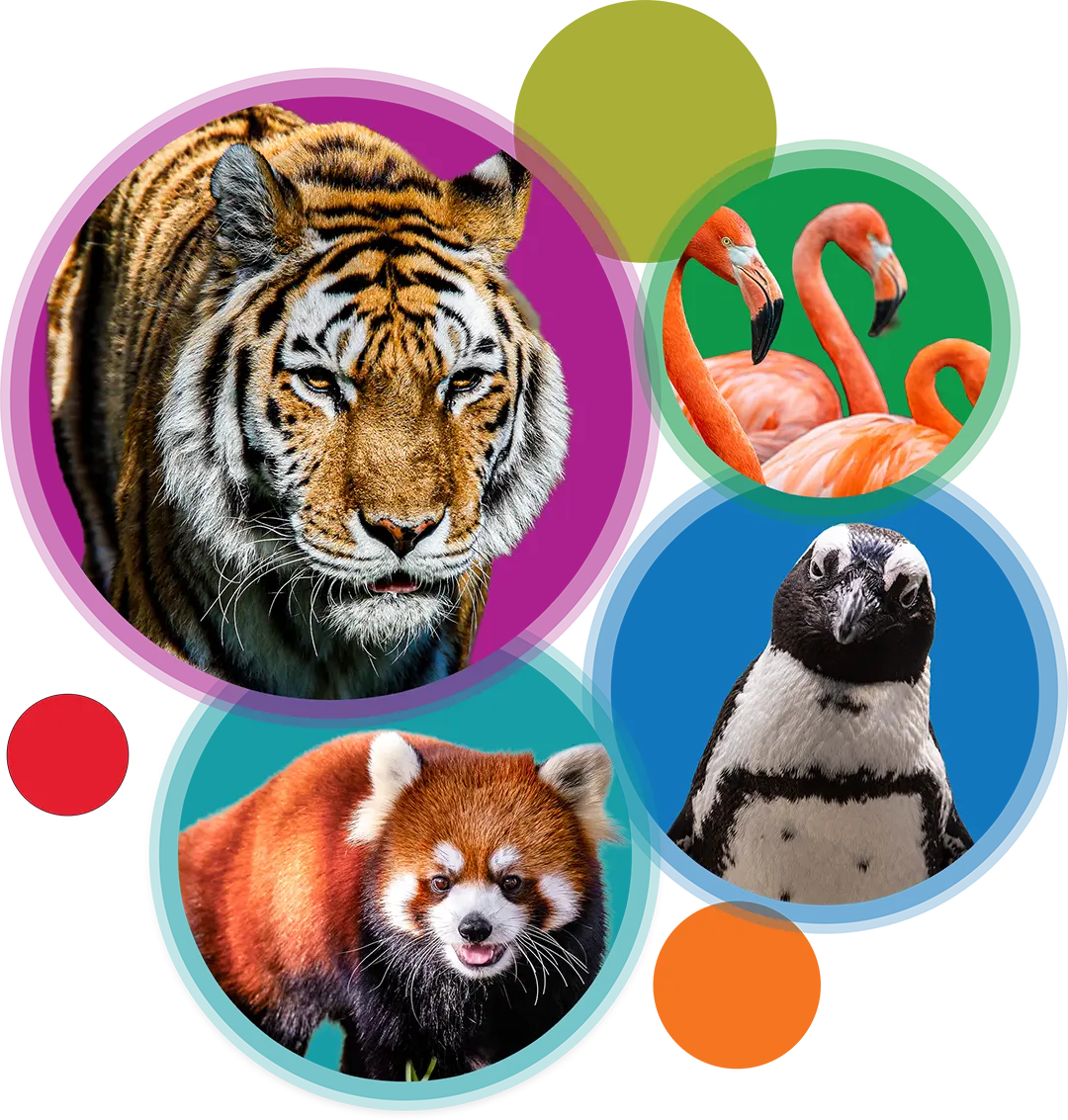 An AmurTiger, Flamingos, Red Panda, a Penguin