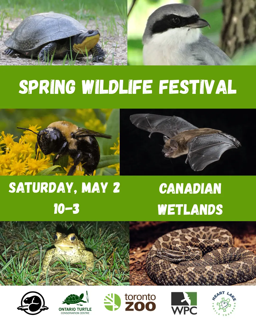 American Toad sitting in the mud