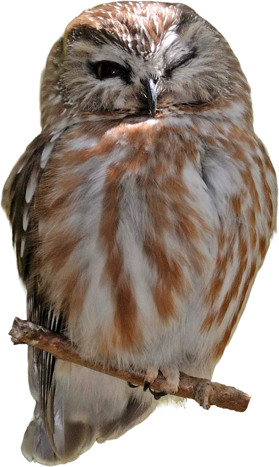 SawWhet Owl at your Toronto Zoo