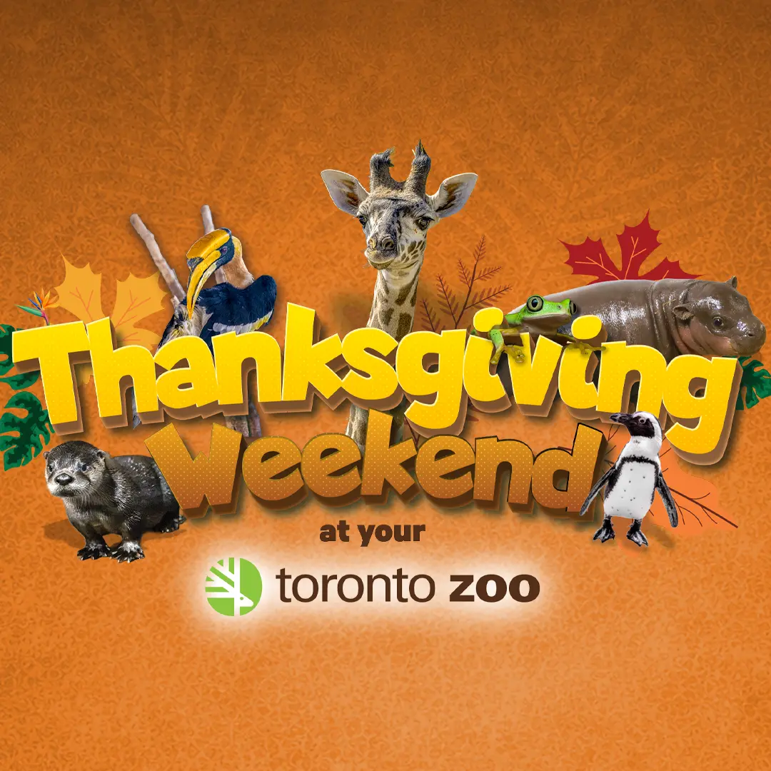 Thanksgiving Weekend