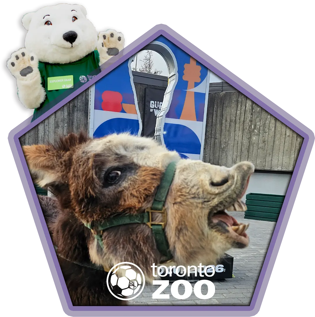 Explorer Bear is waving from behind a cropped photo os Sterling the Donkey infront of the FIFA world cup sign at your Toronto Zoo