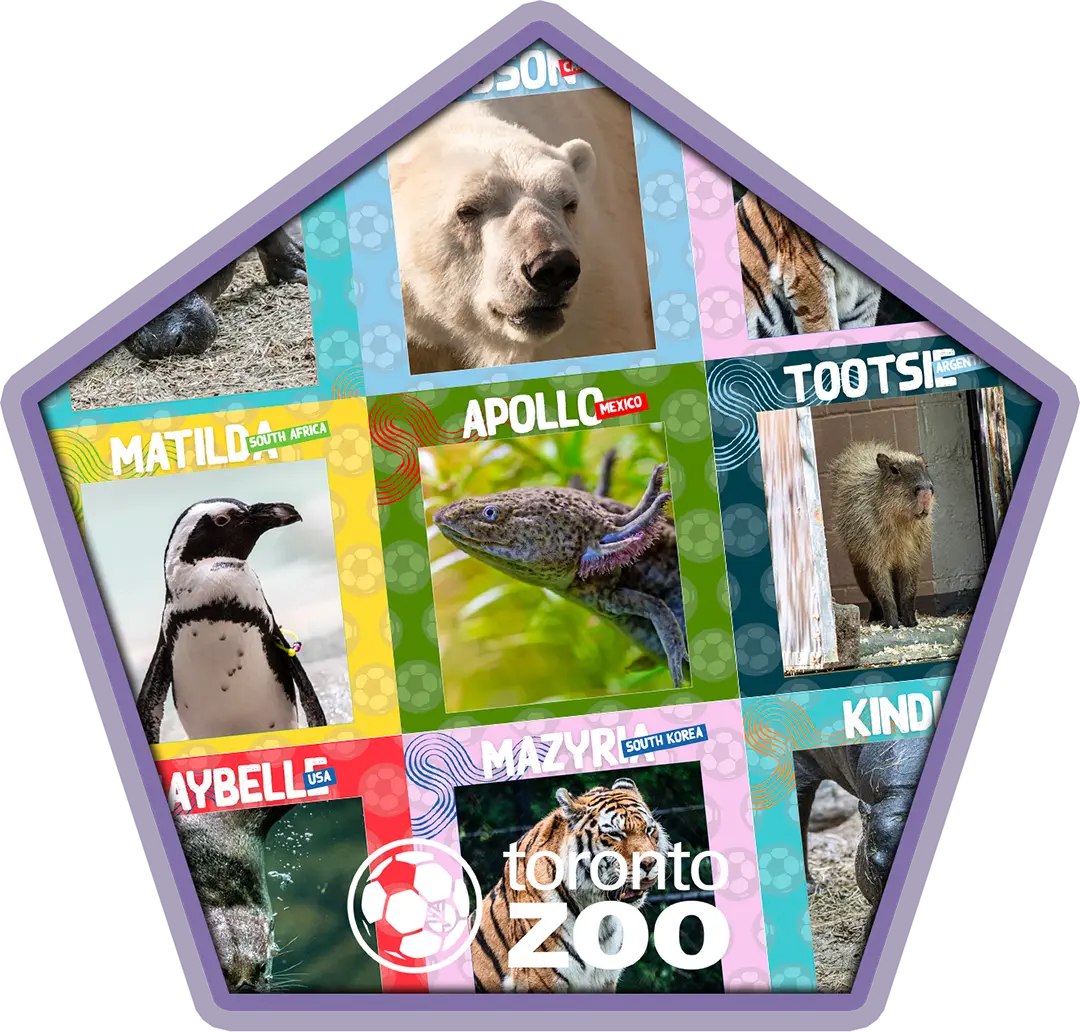 All Wild Cup collectable options pictured in a compilation.