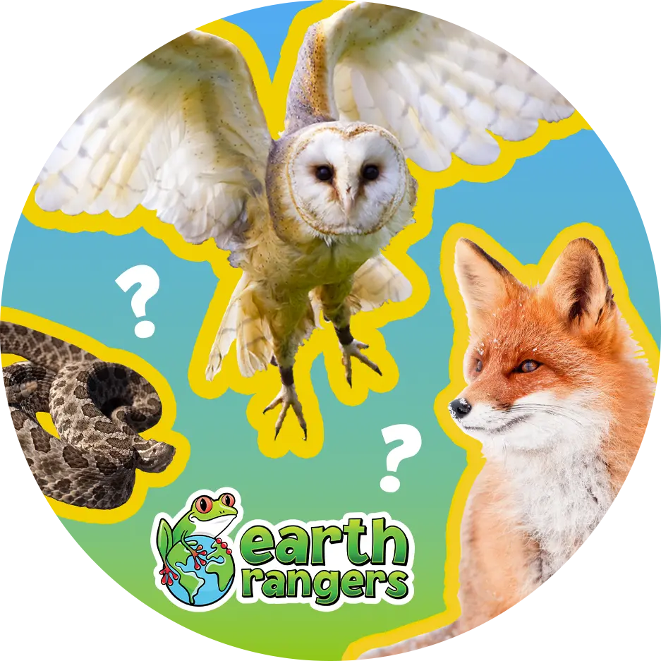 I am a...? Picture of a Snow Owl, butterfly, beaver, fox, or rattlesnake